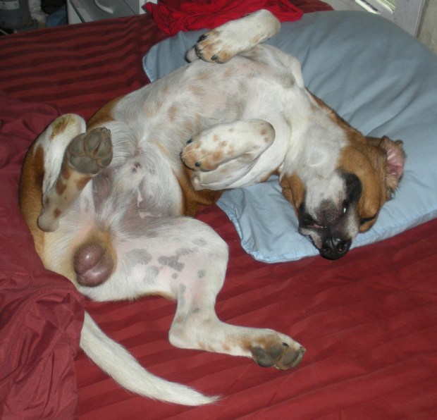 My worthless ass dog